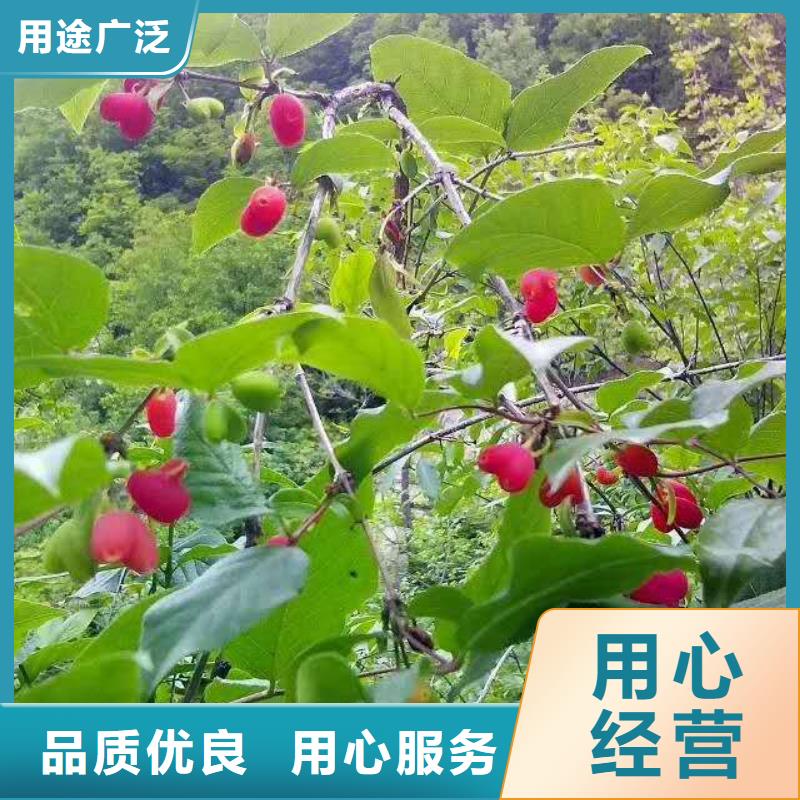 杈杷果玛瑙红石榴苗自主研发