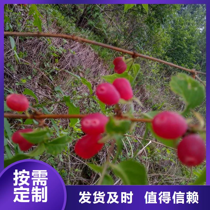 杈杷果石榴树您想要的我们都有