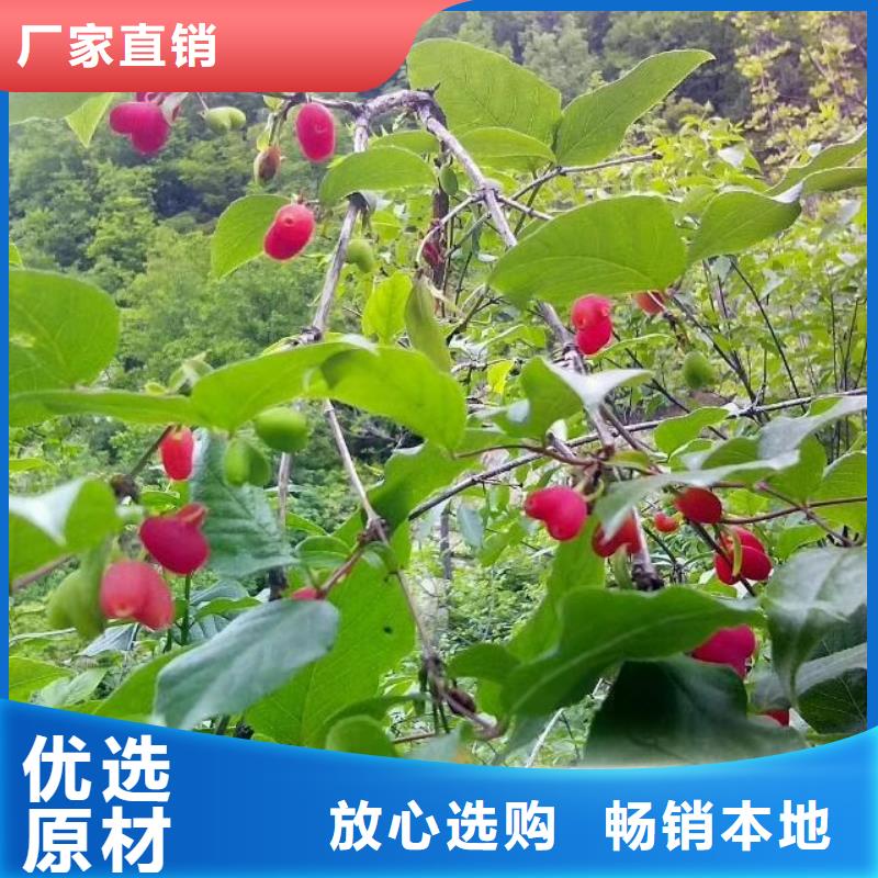 联系厂家【杈杷果】-苹果苗海量货源