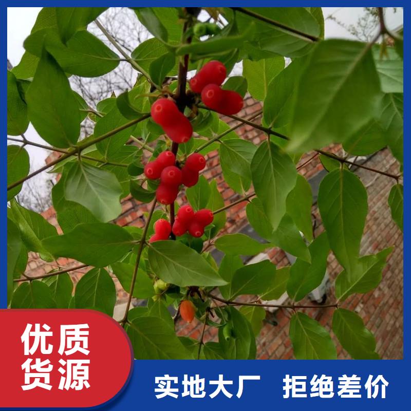 杈杷果_【桃树苗】价格透明|梨树苗-轩园园艺场(巴中市分公司)