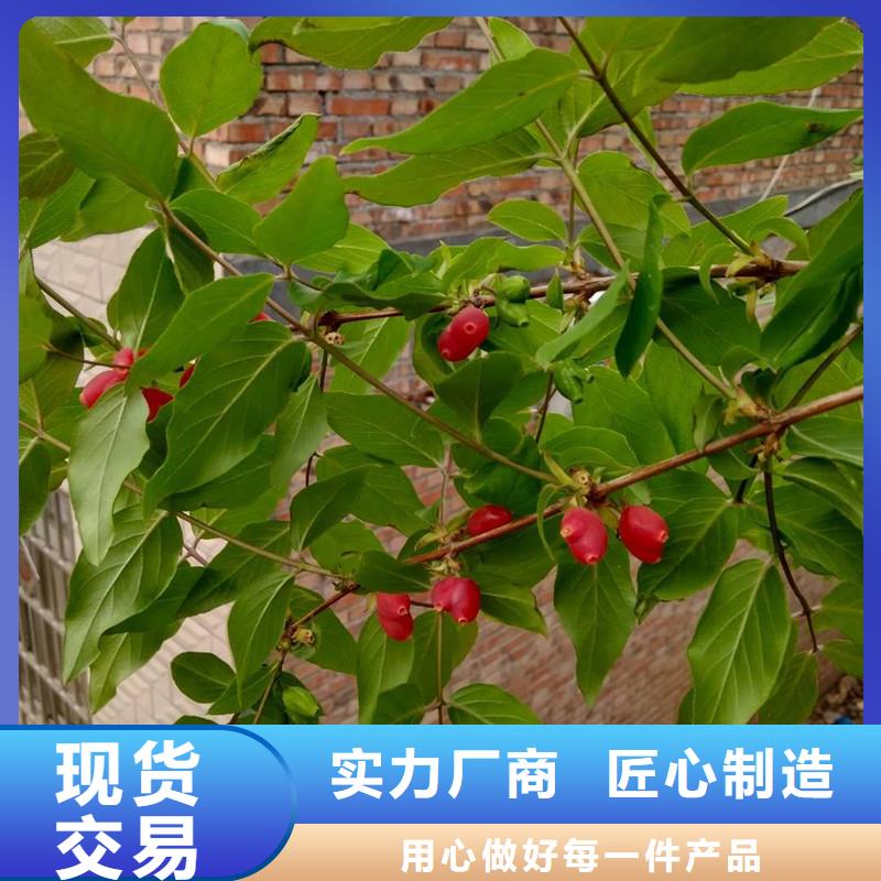 杈杷果李子苗一站式采购商家