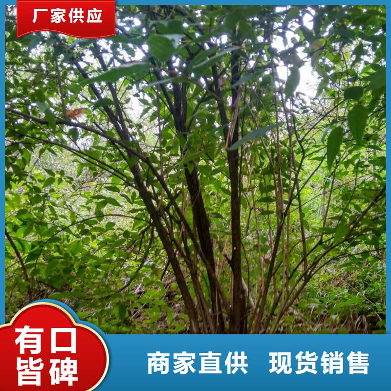 轩园梨树苗【杈杷果】-苹果苗海量货源qy55.com