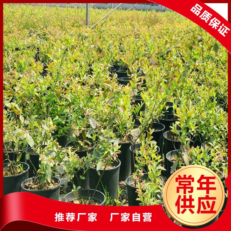 杈杷果樱桃苗免费获取报价