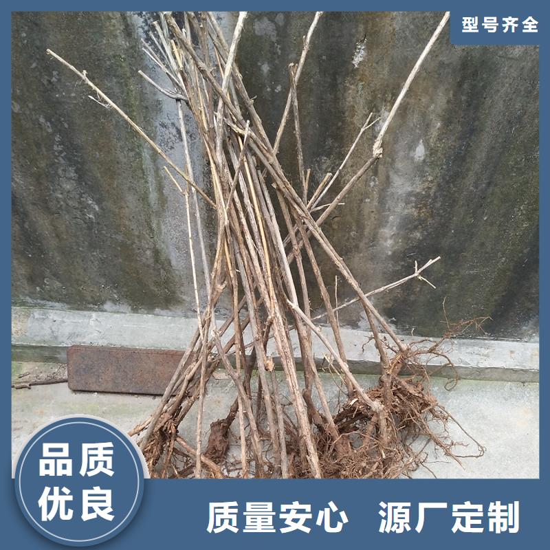 杈杷果李子苗一站式采购商家