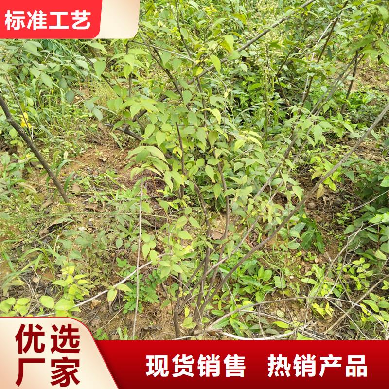 梨树苗-视频-梨树苗(轩园)覆盖地域四川省巴中市通江|平昌|绵阳|泸州|自贡|宜宾|广元|德阳|凉山