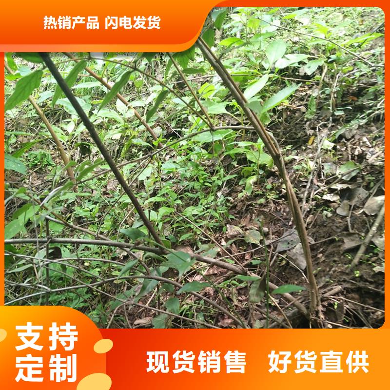 杈杷果树苗量大从优
