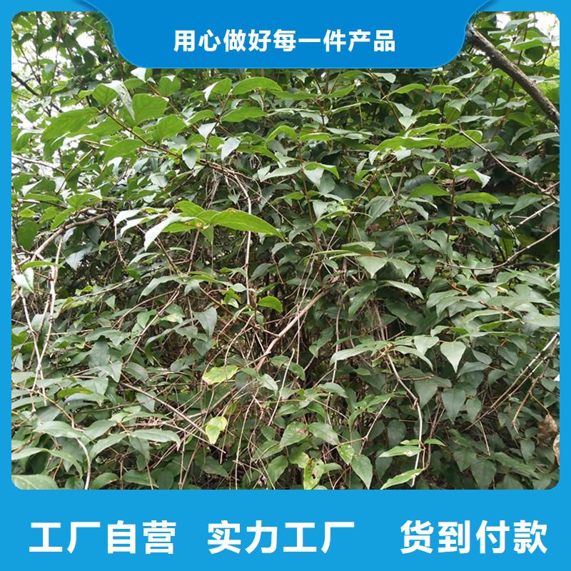 杈杷果李子苗一站式采购商家