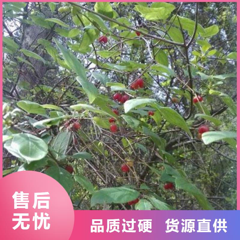 联系厂家【杈杷果】-苹果苗海量货源