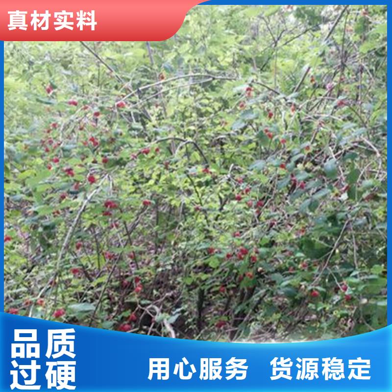 杈杷果石榴树您想要的我们都有
