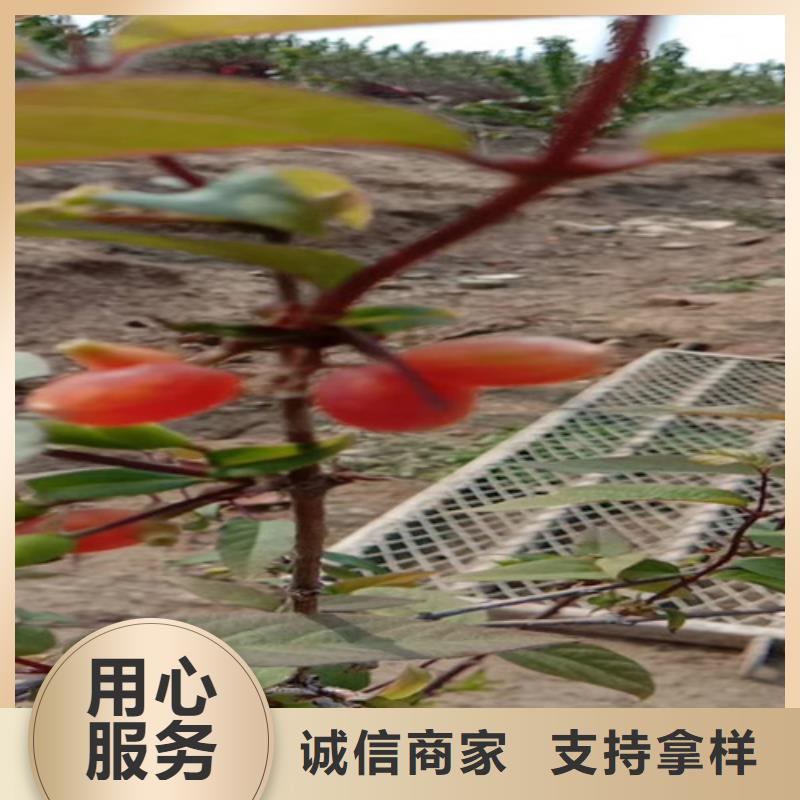 【杈杷】_梨树苗实力才是硬道理轩园梨树苗