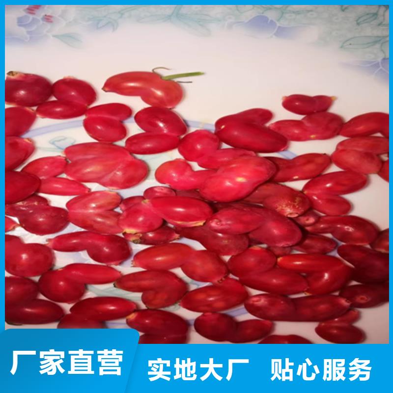 梨树苗视频-青海省|玉树|海东|海西|海南梨树苗-轩园