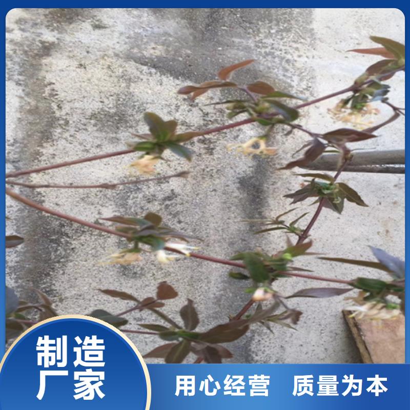 梨树苗视频-青海省|玉树|海东|海西|海南梨树苗-轩园