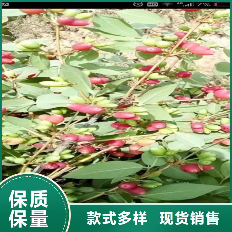 【杈杷】_梨树苗实力才是硬道理轩园梨树苗