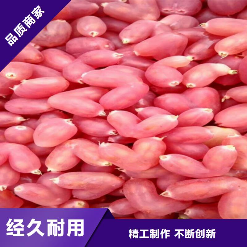 梨树苗视频-青海省|玉树|海东|海西|海南梨树苗-轩园