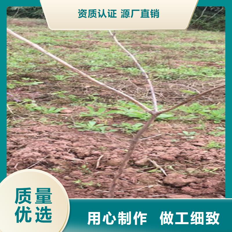 梨树苗视频-青海省|玉树|海东|海西|海南梨树苗-轩园