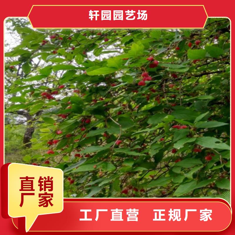 【杈杷】_梨树苗实力才是硬道理|梨树苗-轩园园艺场(青海省分公司)