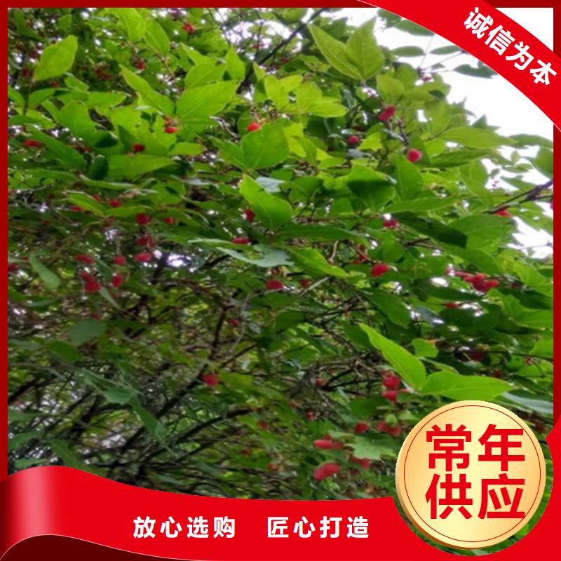【杈杷】_梨树苗实力才是硬道理|梨树苗-轩园园艺场(青海省分公司)