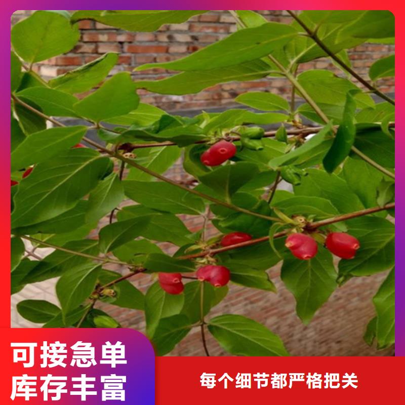 梨树苗视频-青海省|玉树|海东|海西|海南梨树苗-轩园