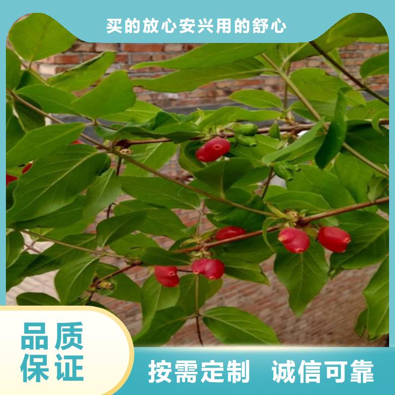 【杈杷】_梨树苗实力才是硬道理|梨树苗-轩园园艺场(青海省分公司)