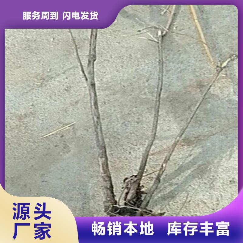 梨树苗视频-青海省|玉树|海东|海西|海南梨树苗-轩园