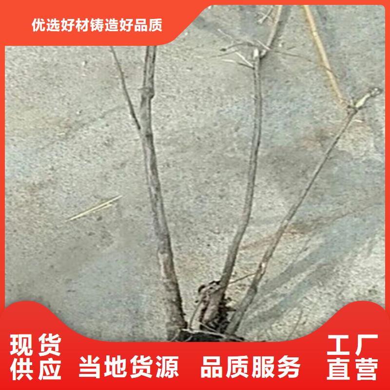 【杈杷】_梨树苗实力才是硬道理轩园梨树苗