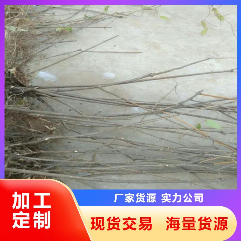 梨树苗视频-青海省|玉树|海东|海西|海南梨树苗-轩园