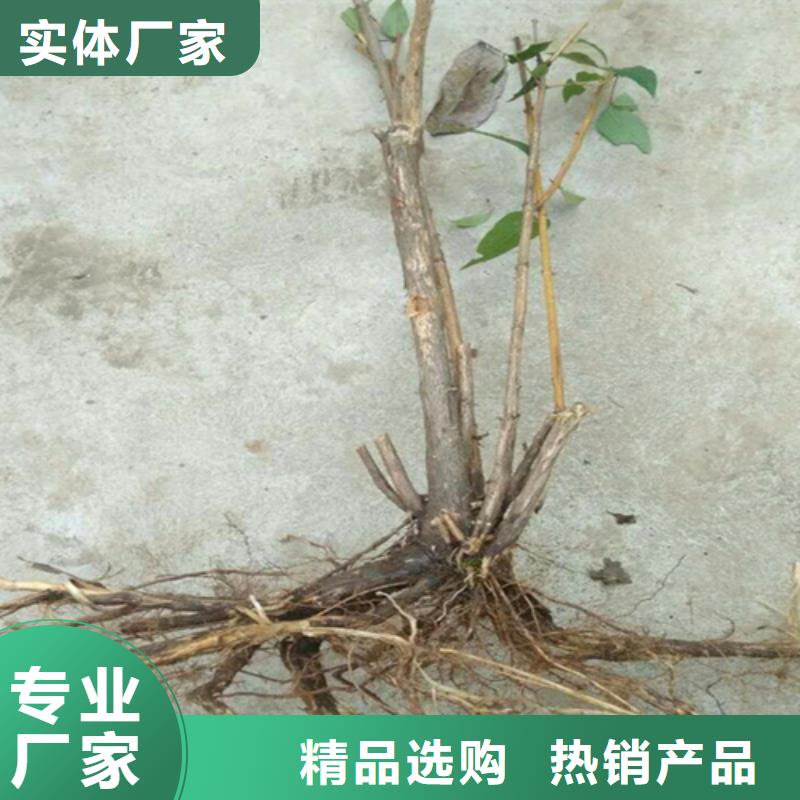 【杈杷】_梨树苗实力才是硬道理