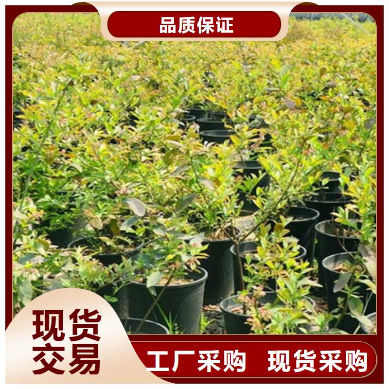 【杈杷】_梨树苗实力才是硬道理轩园梨树苗