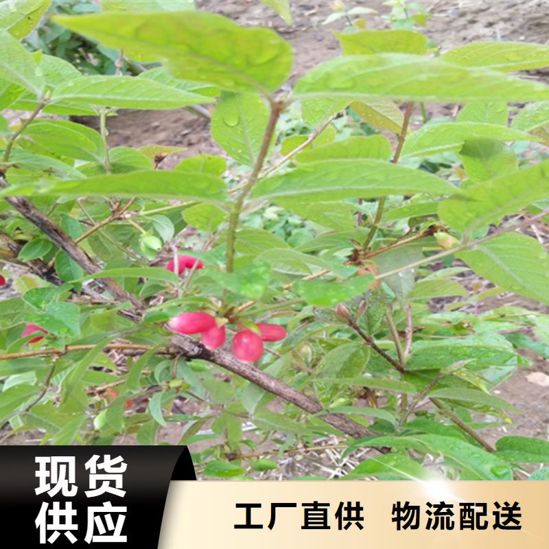【杈杷】_梨树苗实力才是硬道理