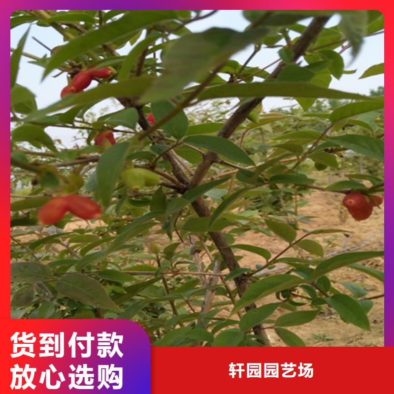 【杈杷】_梨树苗实力才是硬道理