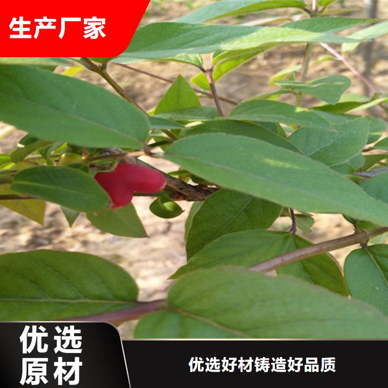 【杈杷】_梨树苗实力才是硬道理
