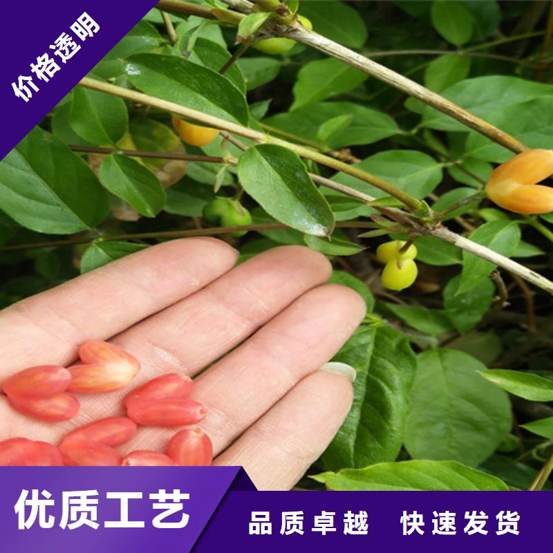 制造生产销售【杈杷】_梨树苗实力才是硬道理-本地厂家十分靠谱_产品案例