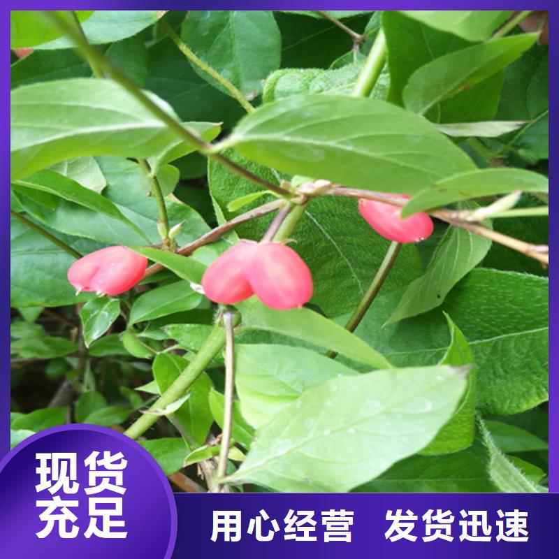 【杈杷】_梨树苗实力才是硬道理|梨树苗-轩园园艺场(青海省分公司)