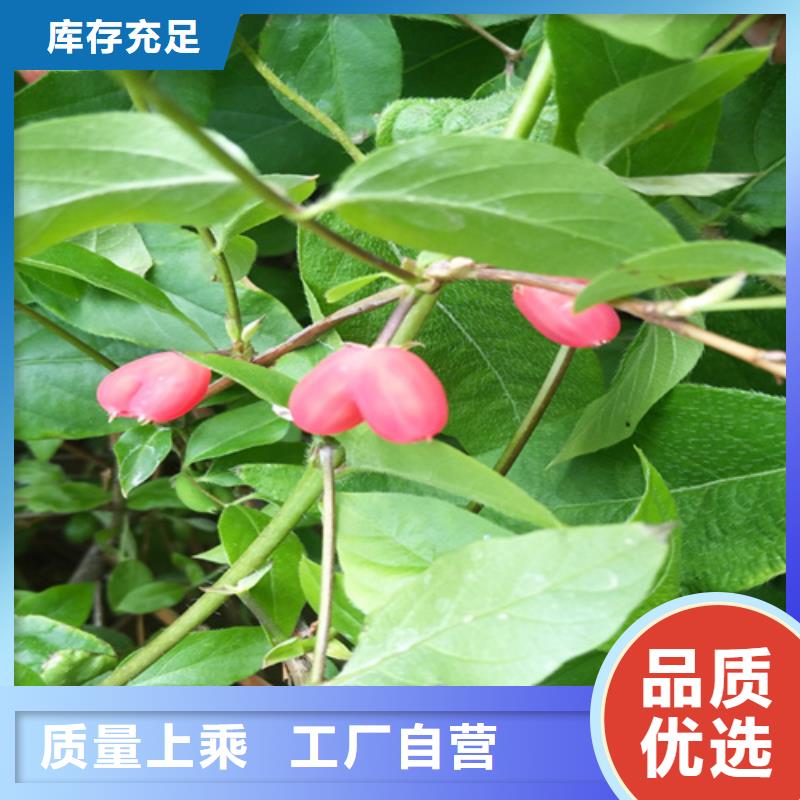 制造生产销售【杈杷】_梨树苗实力才是硬道理-本地厂家十分靠谱_产品案例