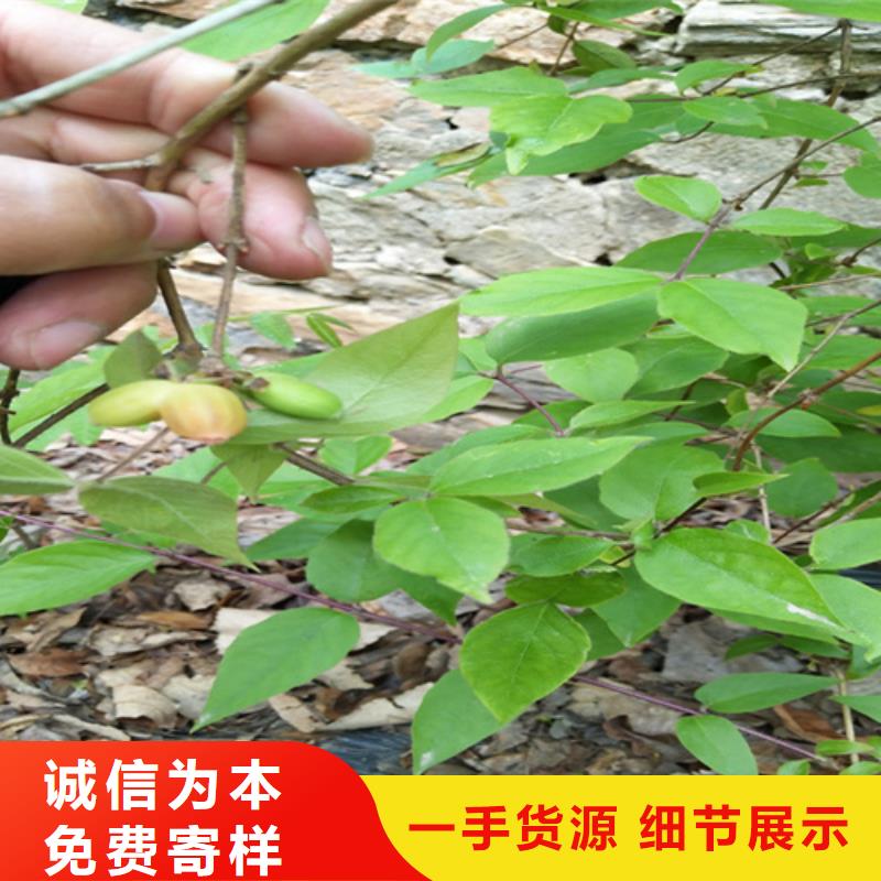 制造生产销售【杈杷】_梨树苗实力才是硬道理-本地厂家十分靠谱_产品案例
