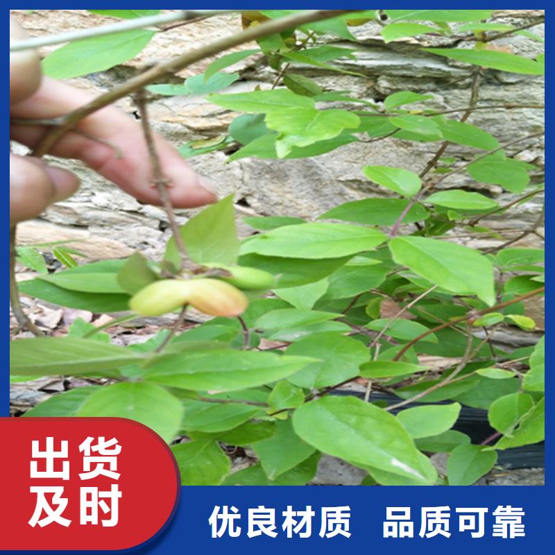 制造生产销售【杈杷】_梨树苗实力才是硬道理-本地厂家十分靠谱_产品案例