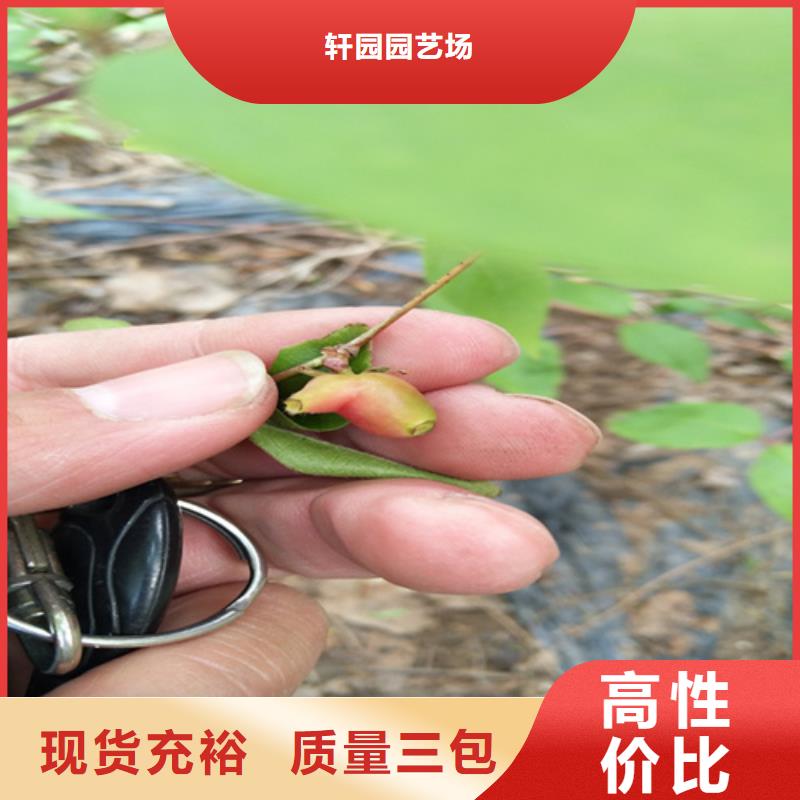 【杈杷】_梨树苗实力才是硬道理轩园梨树苗