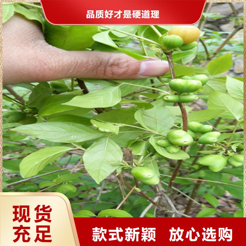 【杈杷】_梨树苗实力才是硬道理
