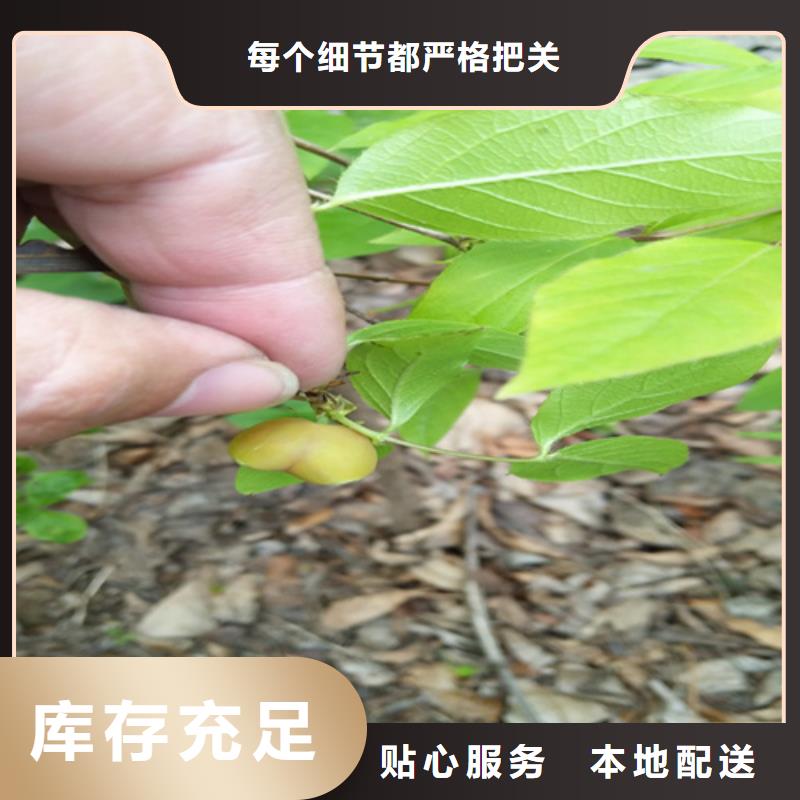 【杈杷】_梨树苗实力才是硬道理