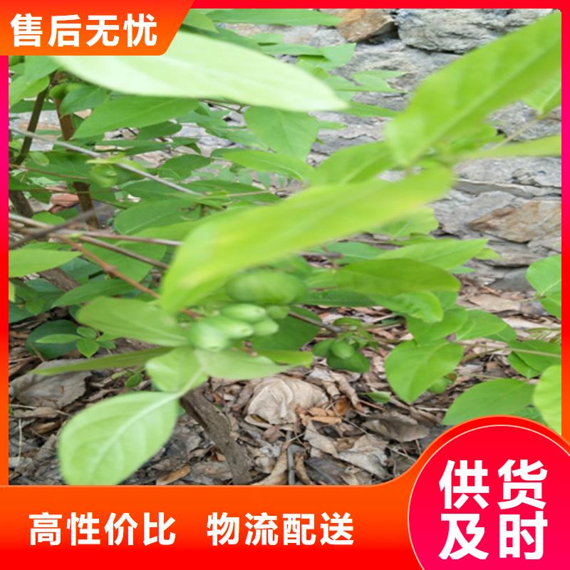 【杈杷】_梨树苗实力才是硬道理轩园梨树苗
