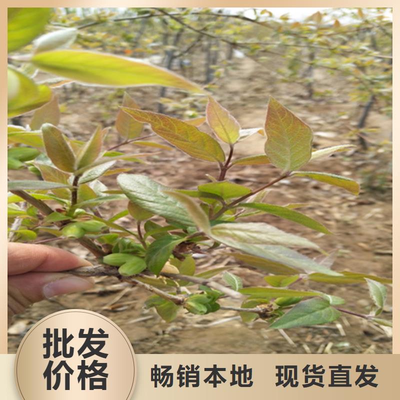 梨树苗视频-青海省|玉树|海东|海西|海南梨树苗-轩园