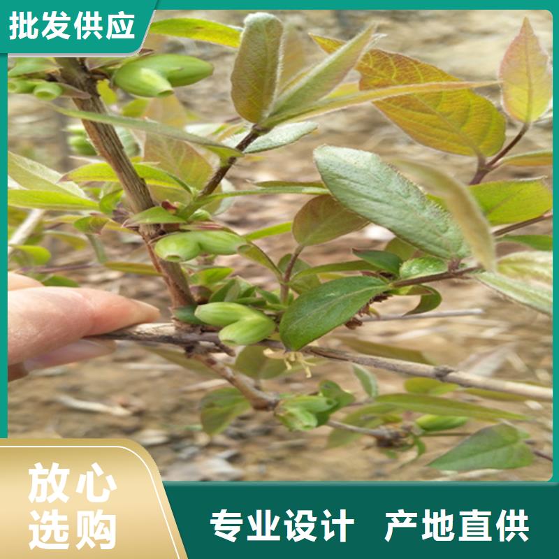 【杈杷】_梨树苗实力才是硬道理