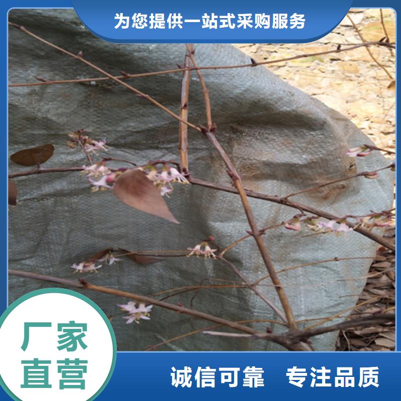 【杈杷】_梨树苗实力才是硬道理