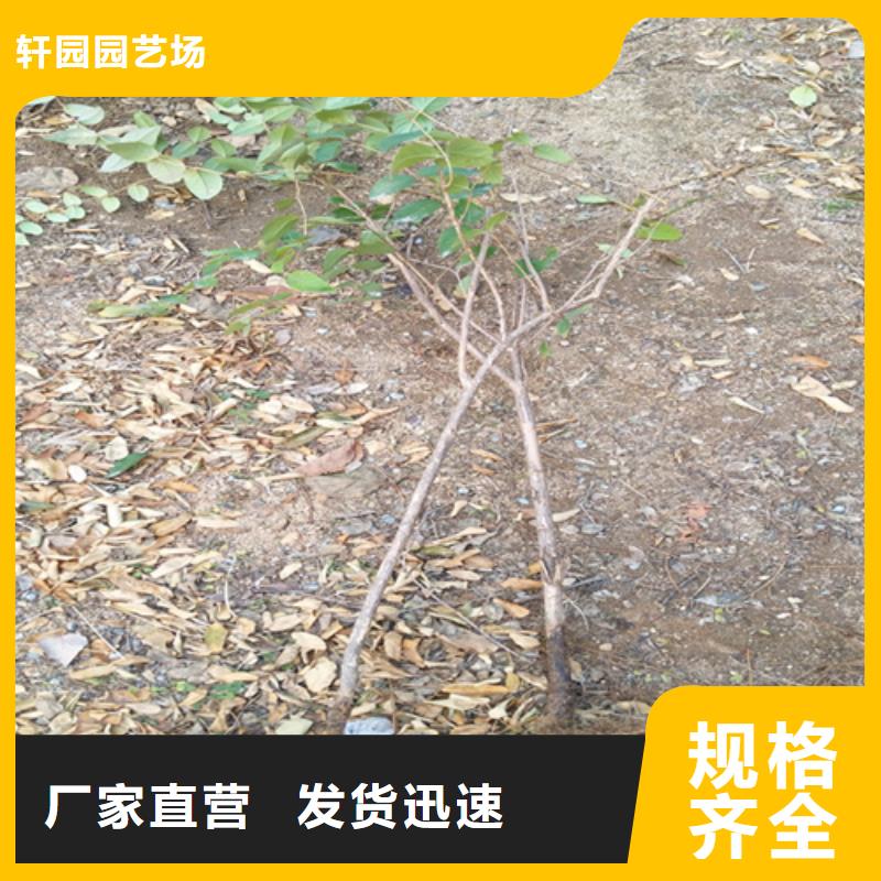 【杈杷】_梨树苗实力才是硬道理轩园梨树苗