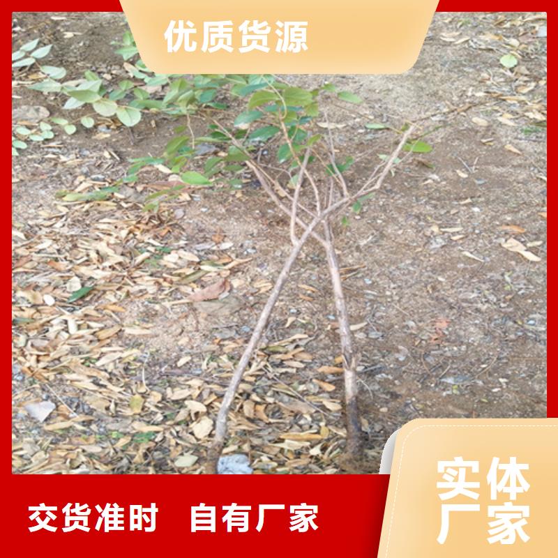 梨树苗视频-青海省|玉树|海东|海西|海南梨树苗-轩园
