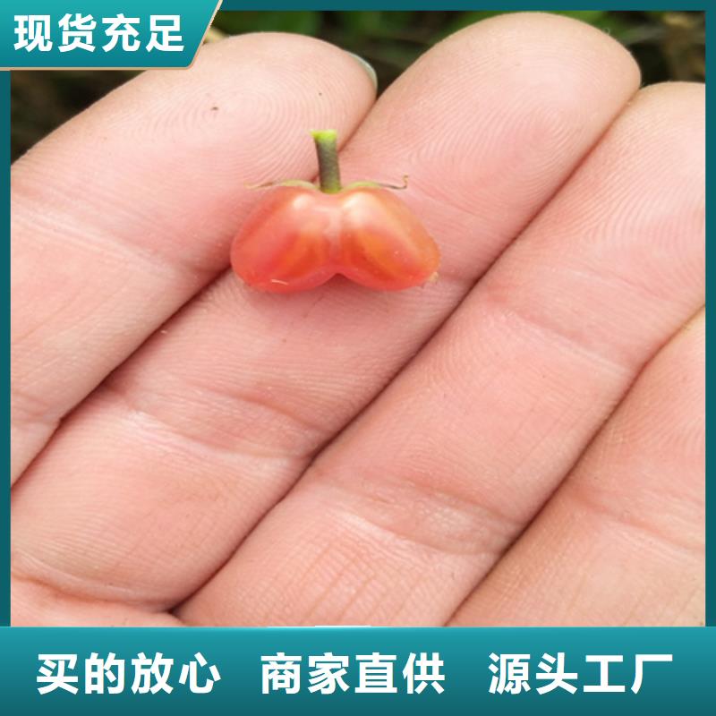 【杈杷】_梨树苗实力才是硬道理