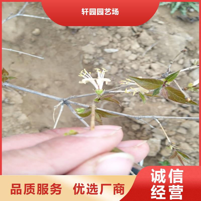 【杈杷】_梨树苗实力才是硬道理轩园梨树苗