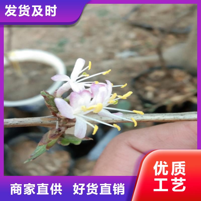 【杈杷】_梨树苗实力才是硬道理