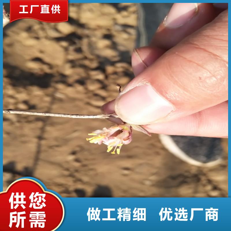 制造生产销售【杈杷】_梨树苗实力才是硬道理-本地厂家十分靠谱_产品案例