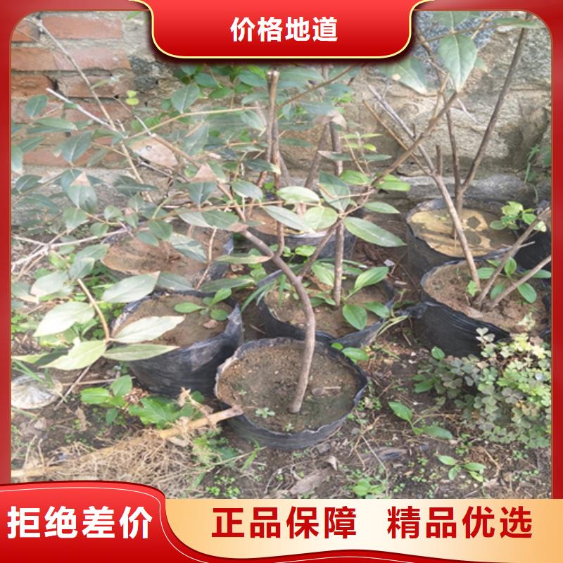 【杈杷】_梨树苗实力才是硬道理
